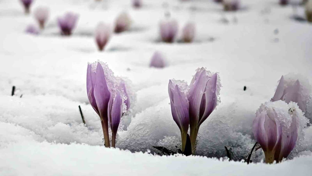 Bitlis'te Güzeldere Vadisi'nde kar altındaki çiğdemler ilgi çekti
