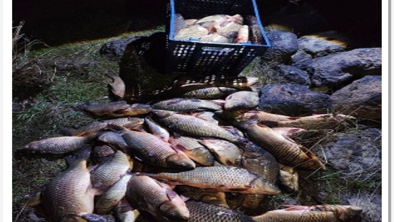 Bolu'da 250 kilo canlı sazan Seben Göleti'nde kaçak ağlardan kurtarıldı