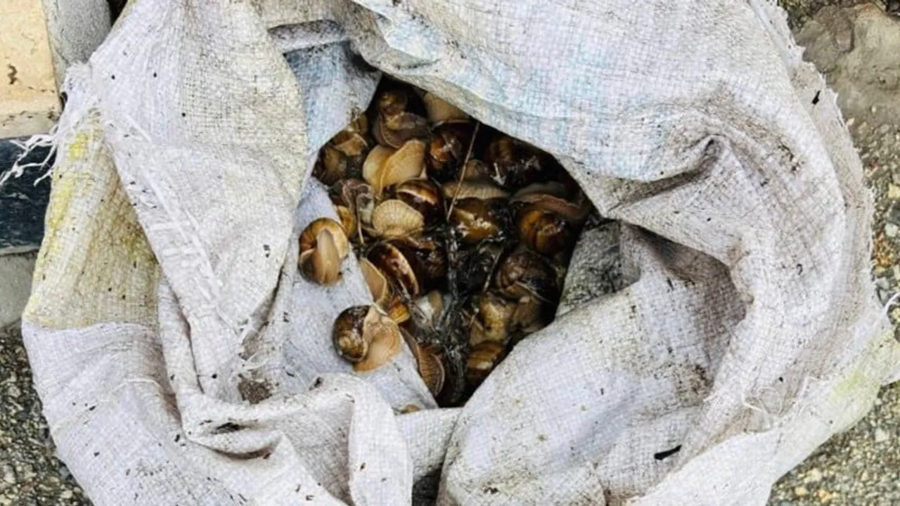 Bolu'da izinsiz toplanan 16 kilogram salyangoz doğal yaşamına geri bırakıldı