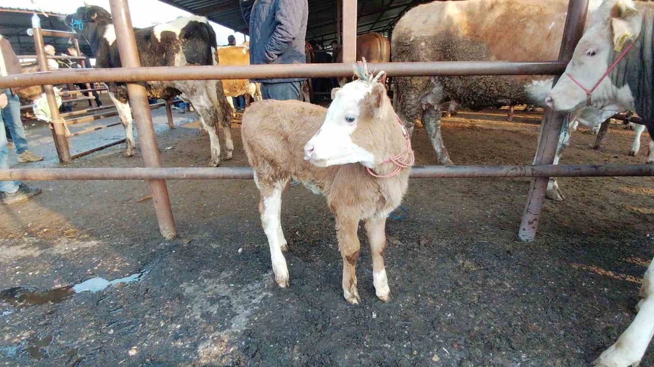 Bolu'da Kurban Pazarı Hareketliliği: Mudurnu'da Erken Alımlar ve Pazarlıklar