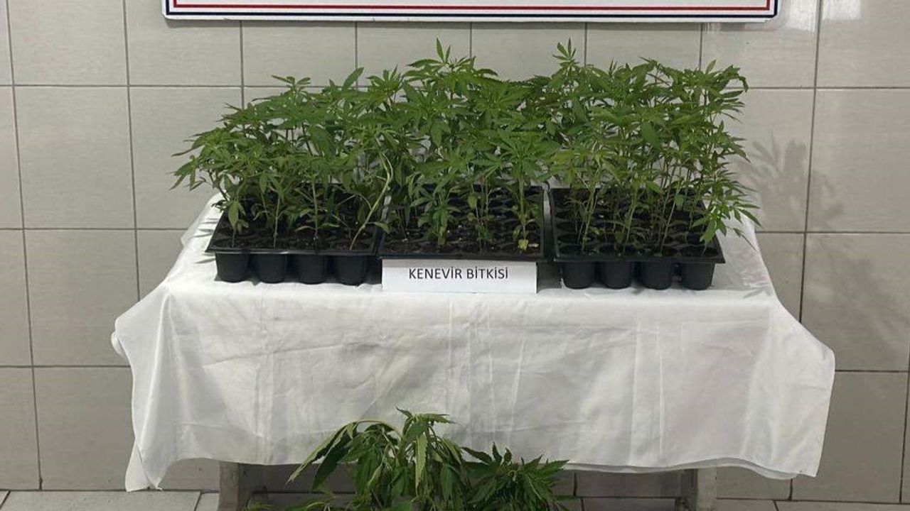 Bozdoğan'da 174 kök kenevir ele geçirildi