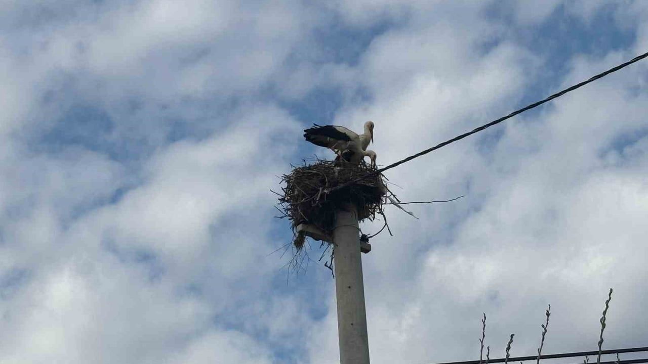 Bozdoğan’da leylekler yuvalarına döndü: Yaklaşık 200 yuva hareketlendi