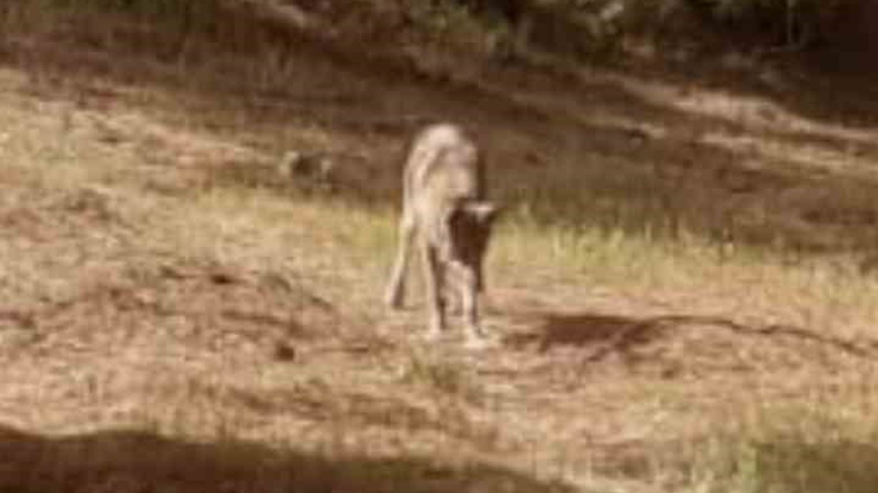 Buldan Türlübey'de kurt yeniden görüldü, mahalle sakinleri tedirgin