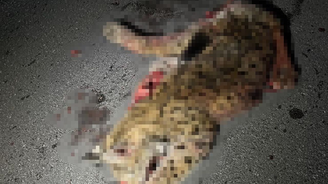 Burdur-Fethiye yolunda otomobilin çarptığı koruma altındaki vaşak telef oldu