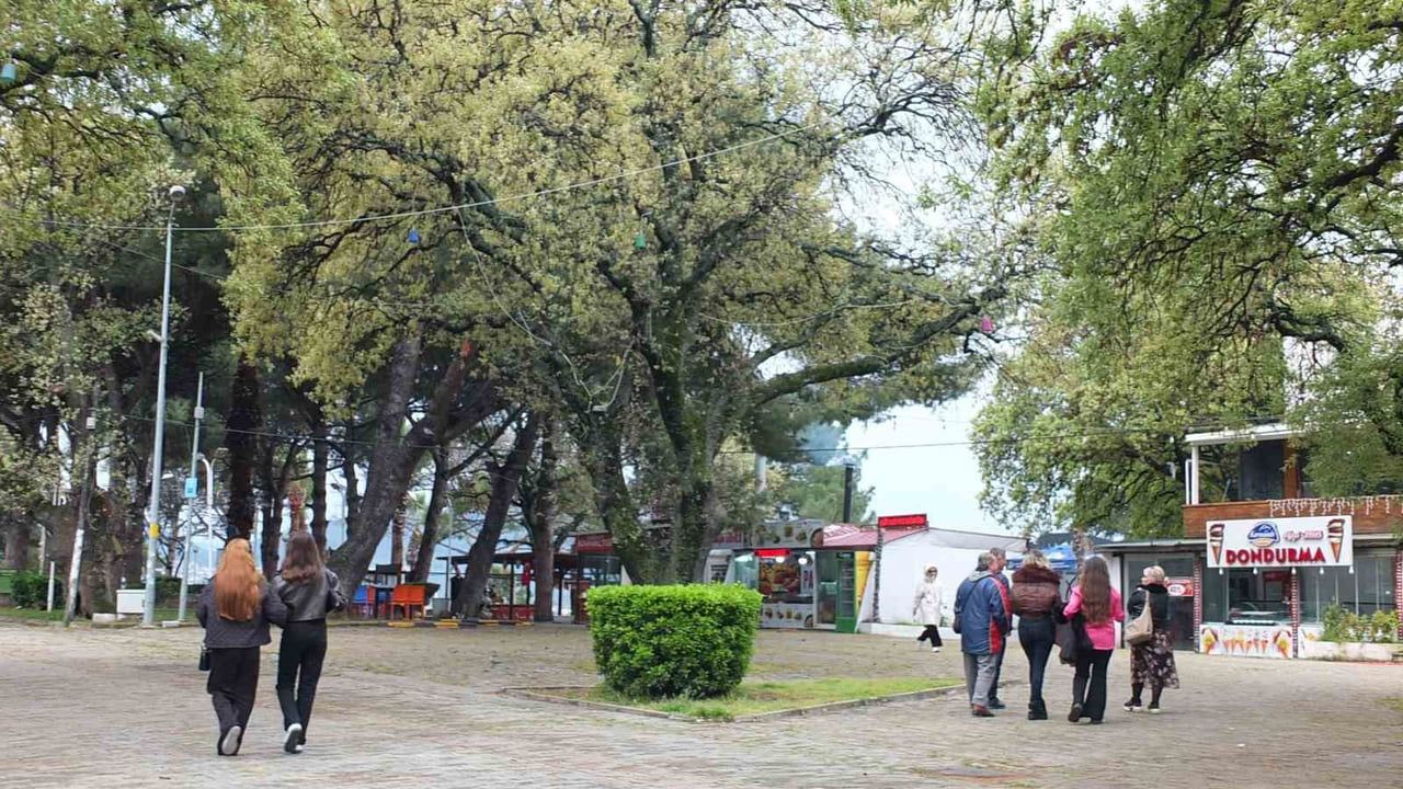 Burhaniye Ören'deki Tescilli Meşeler Baharla Birlikte Yapraklandı