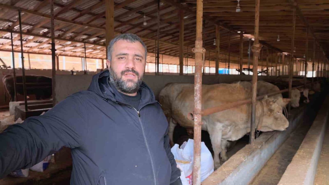 Bursa'da 1 ton 100 kiloluk 'Paşa' boğa 500 bin TL'ye alıcı bekliyor