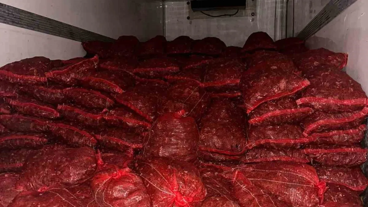 Bursa ve Balıkesir'de eş zamanlı operasyon: 10 ton kaçak midye ele geçirildi