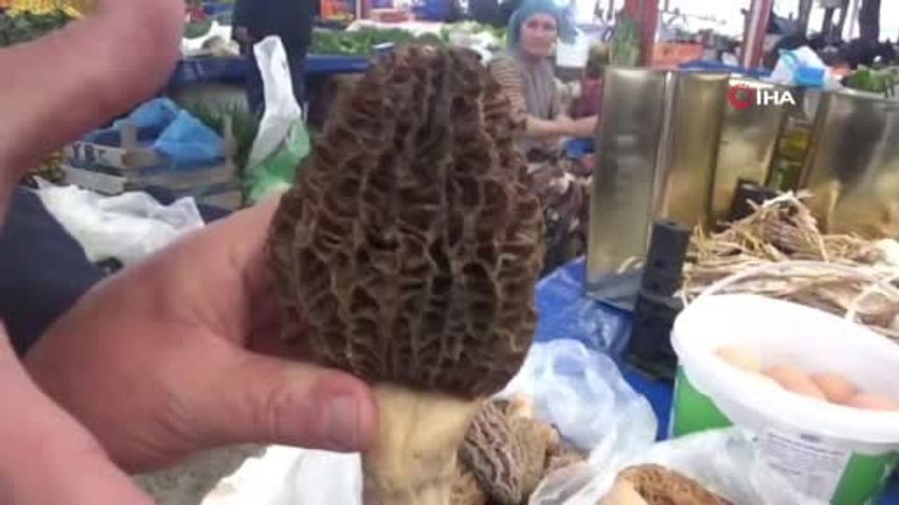 Çanakkale Bayramiç'te kuzugöbeği mantarı dağ köylerinde gelir kaynağı oldu