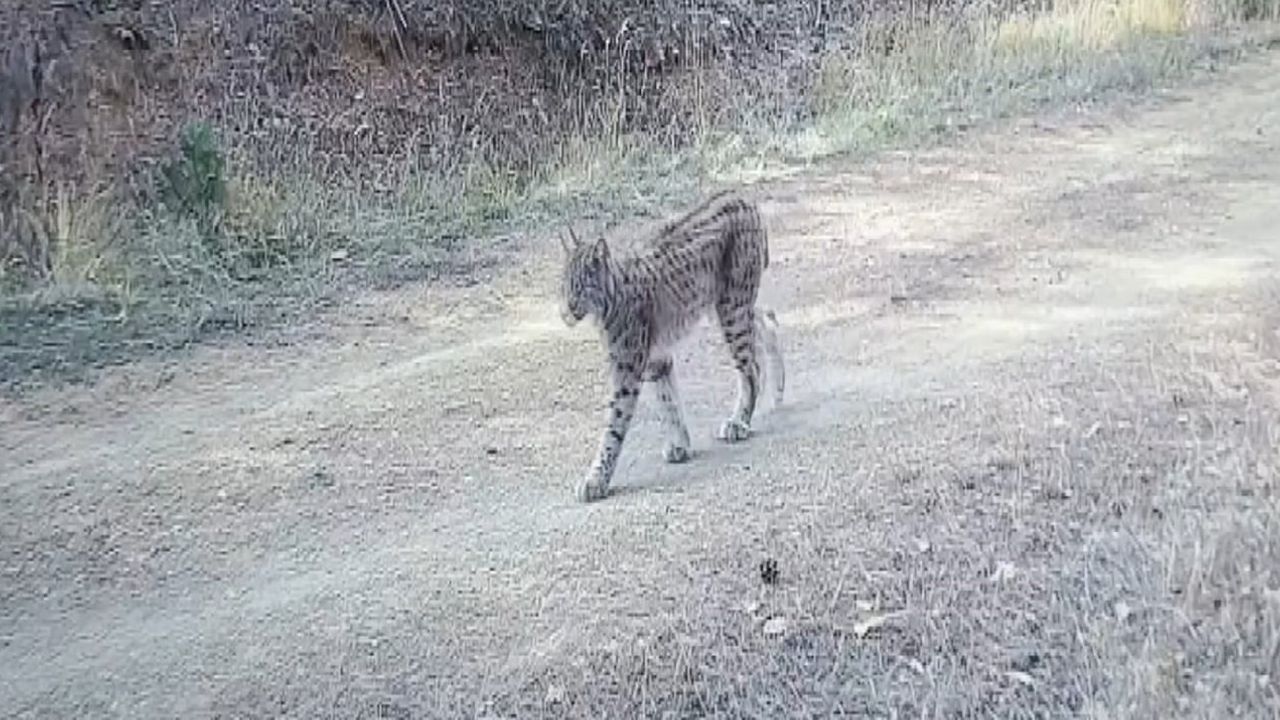 Çankırı'da fotokapanlar 'ormanın hayaleti' vaşakları görüntüledi