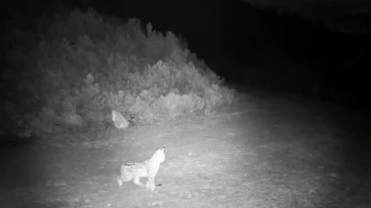 Çankırı'da 'ormanın hayaleti' vaşaklar fotokapanla görüntülendi
