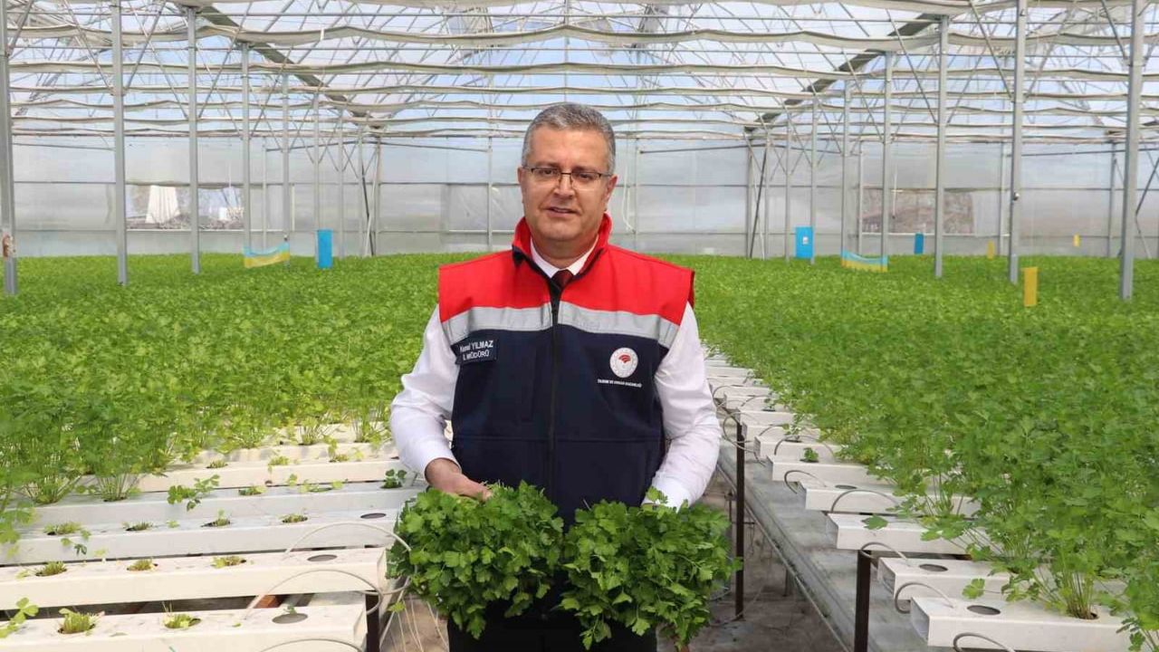 Çarşamba Dikbıyık’ta hidroponik maydanozun ilk hasadı yapıldı