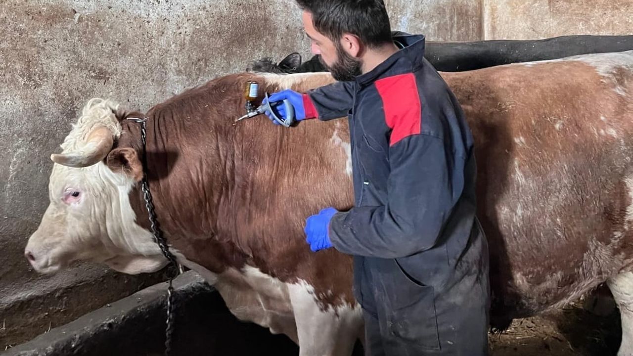 Çayırlı'da Büyükbaş Hayvanlara Brucella ve Şap Aşılama Çalışmaları Sürüyor