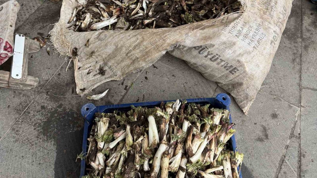 Çermik’te ilkbaharda toplanan kengerin kilosu 250 liraya alıcı buluyor