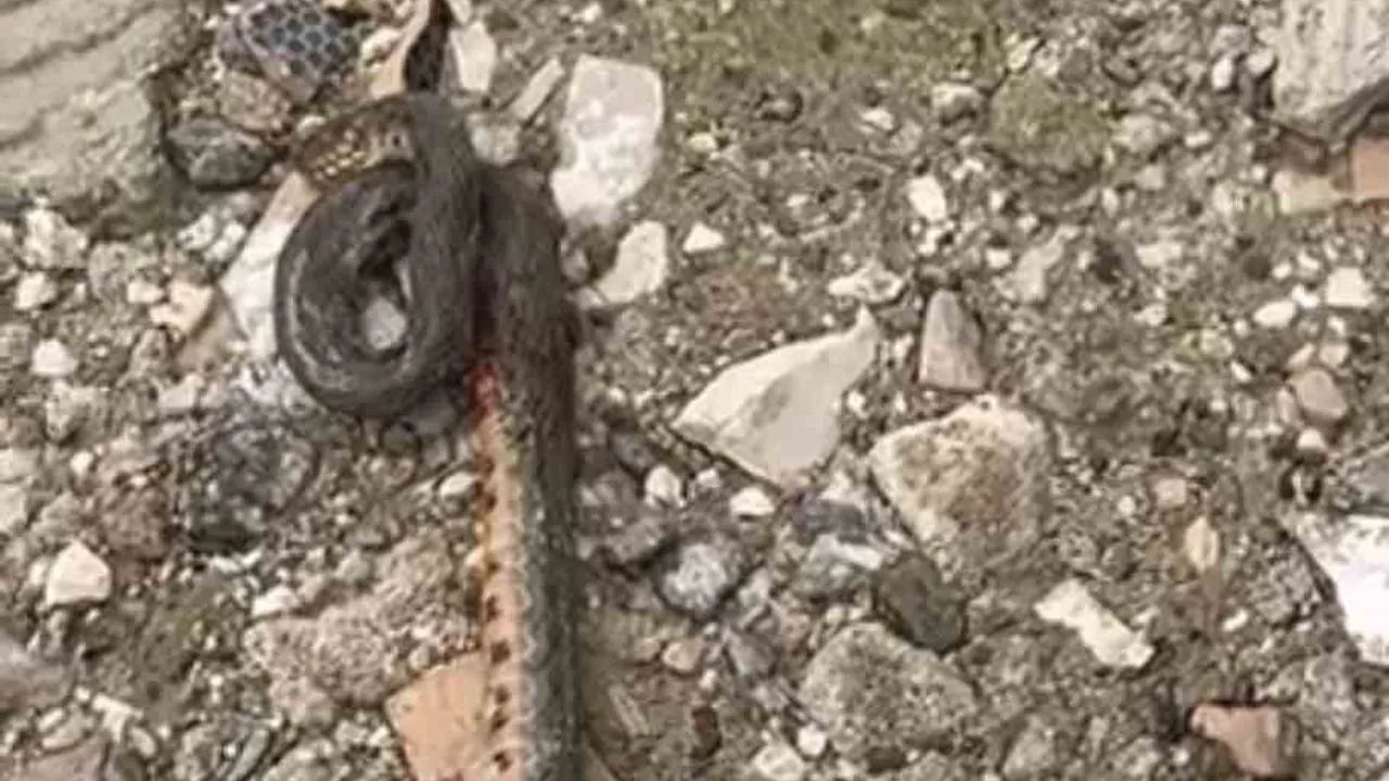 Çermik’te kış uykusundan uyanan yaklaşık 1 metrelik yılan mahallede paniğe yol açtı