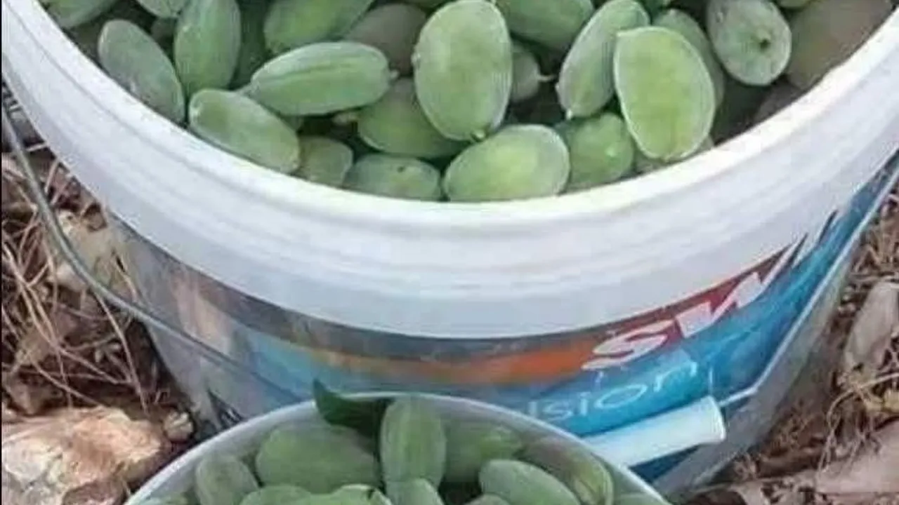 Çermik’te yılın ilk çağla hasadı başladı