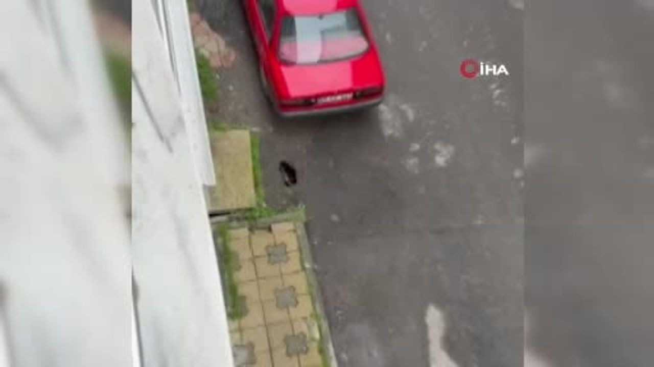 Çorlu’da çöken yol fareleri ortaya çıkardı: Şeyhsinan Mahallesi sakinleri ilaçlama ve onarım talep ediyor