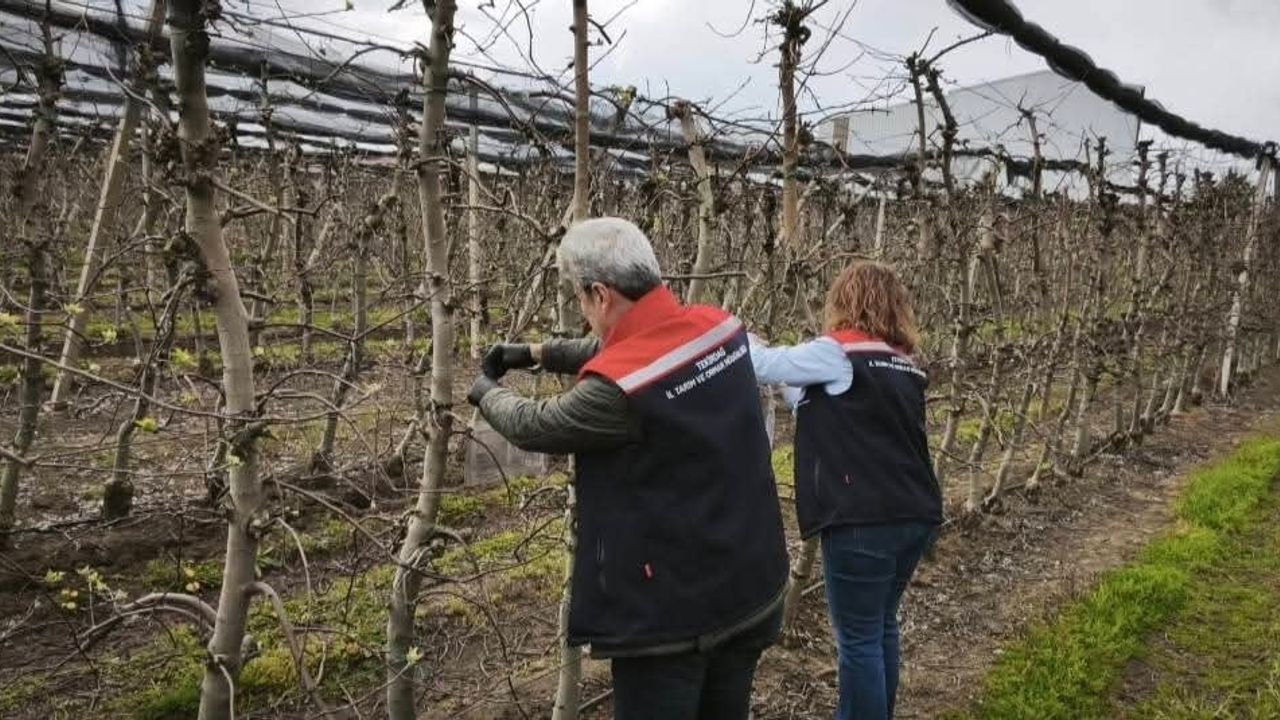 Çorlu’da elma bahçelerinde kahverengi kokarcaya karşı feromon tuzaklu izleme ve mücadele başlatıldı
