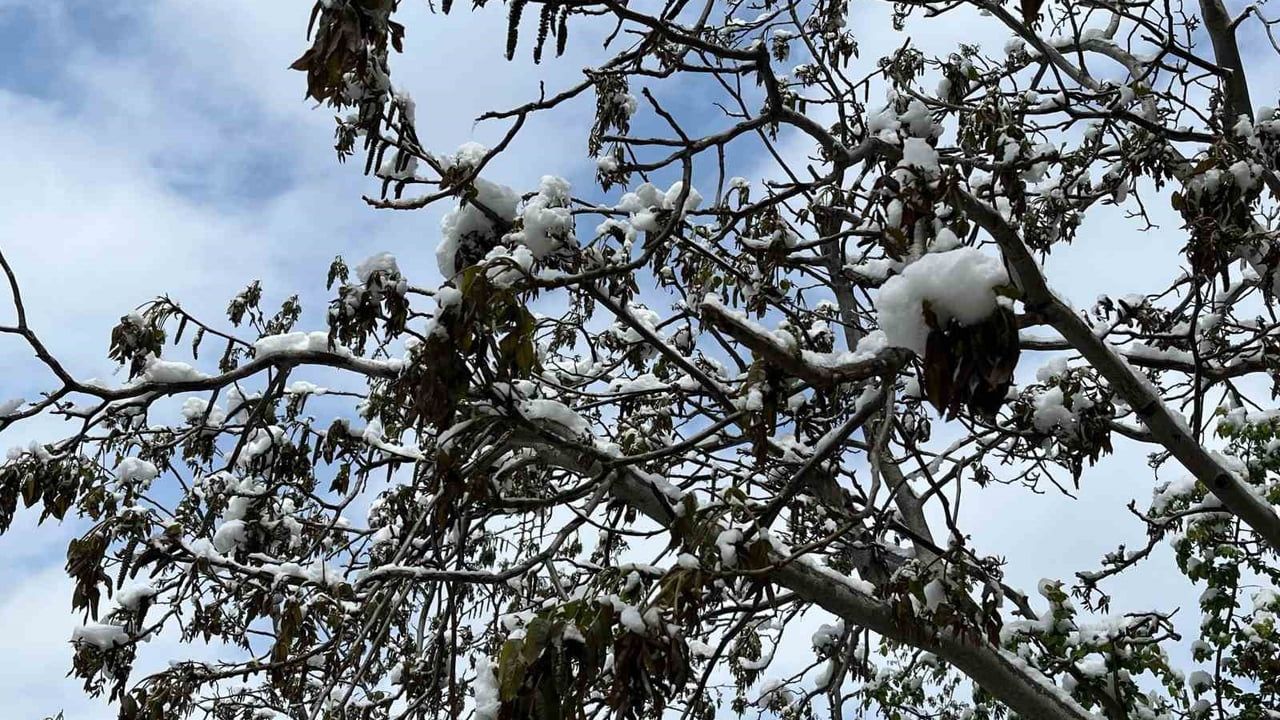 Çorum'da zirai don uyarısı: 7–11 Nisan arasında risk