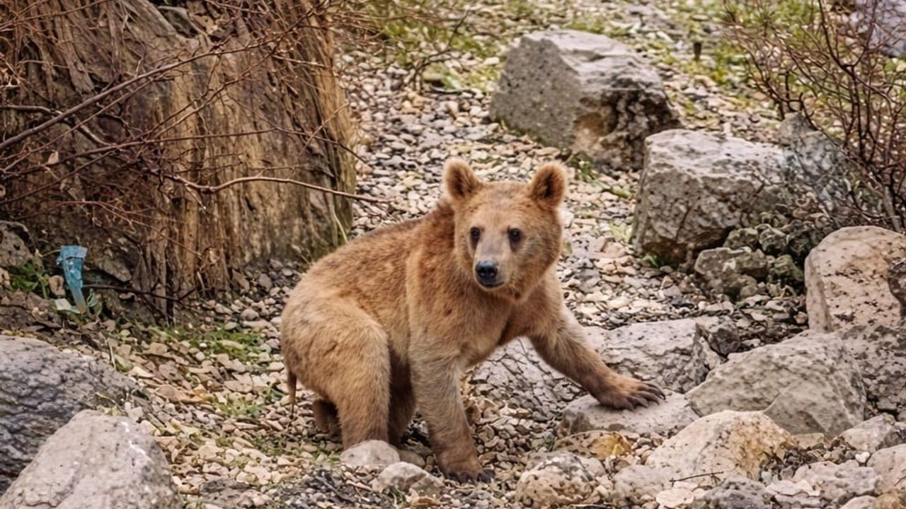 Çukurca'da aç kalan iki yavru ayı mahalleye indi