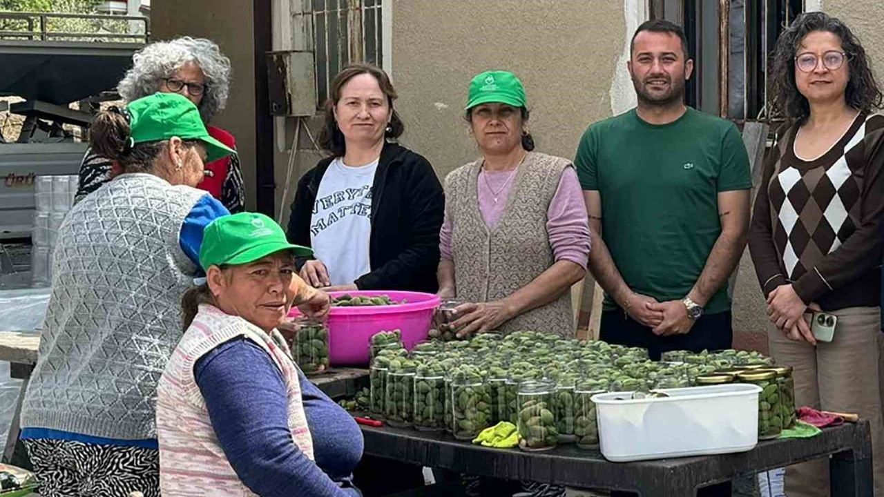 Datça'da çağla turşusu üretimi: Kadın üreticiler bölge ekonomisine katkı sağladı