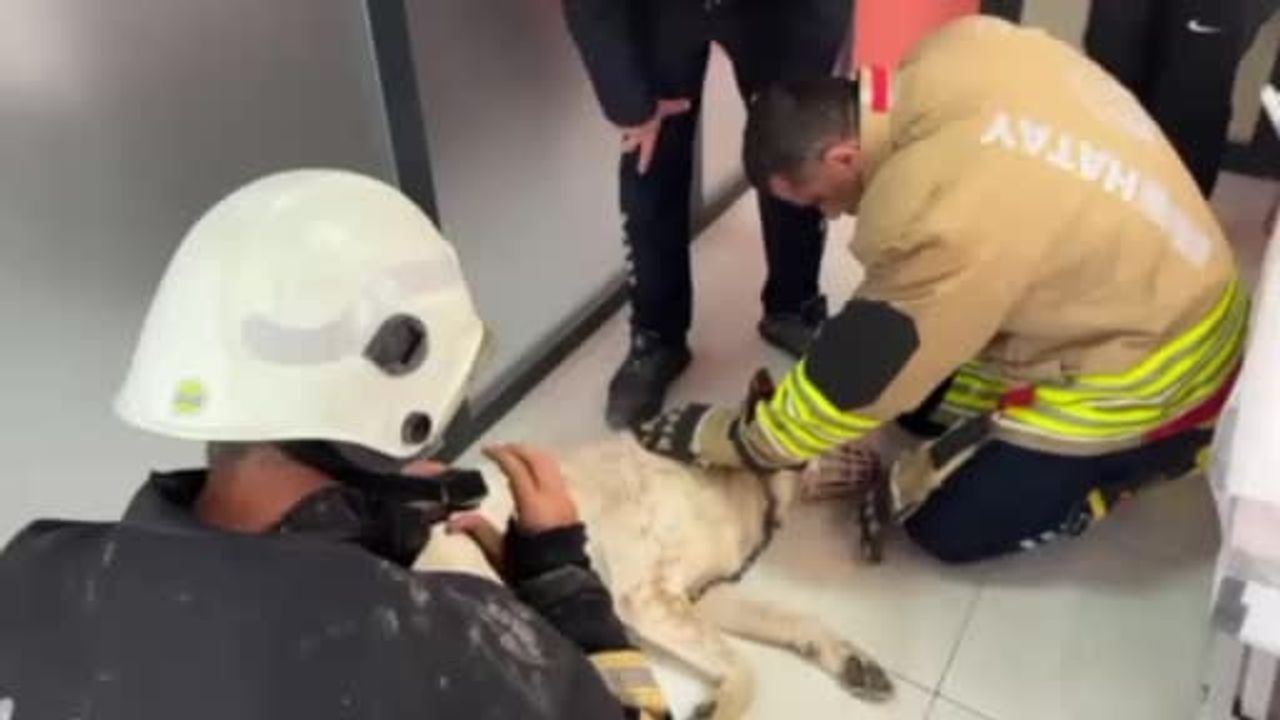 Defne'de Boynuna Zincir Sıkışan Köpek İtfaiye Ekiplerince Kurtarıldı