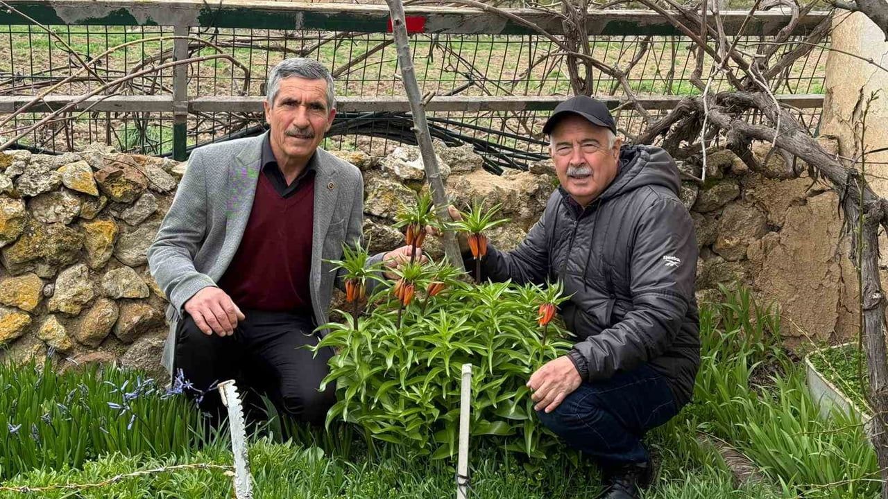 Değişören'de 'Turşail' ters laleleri korunuyor