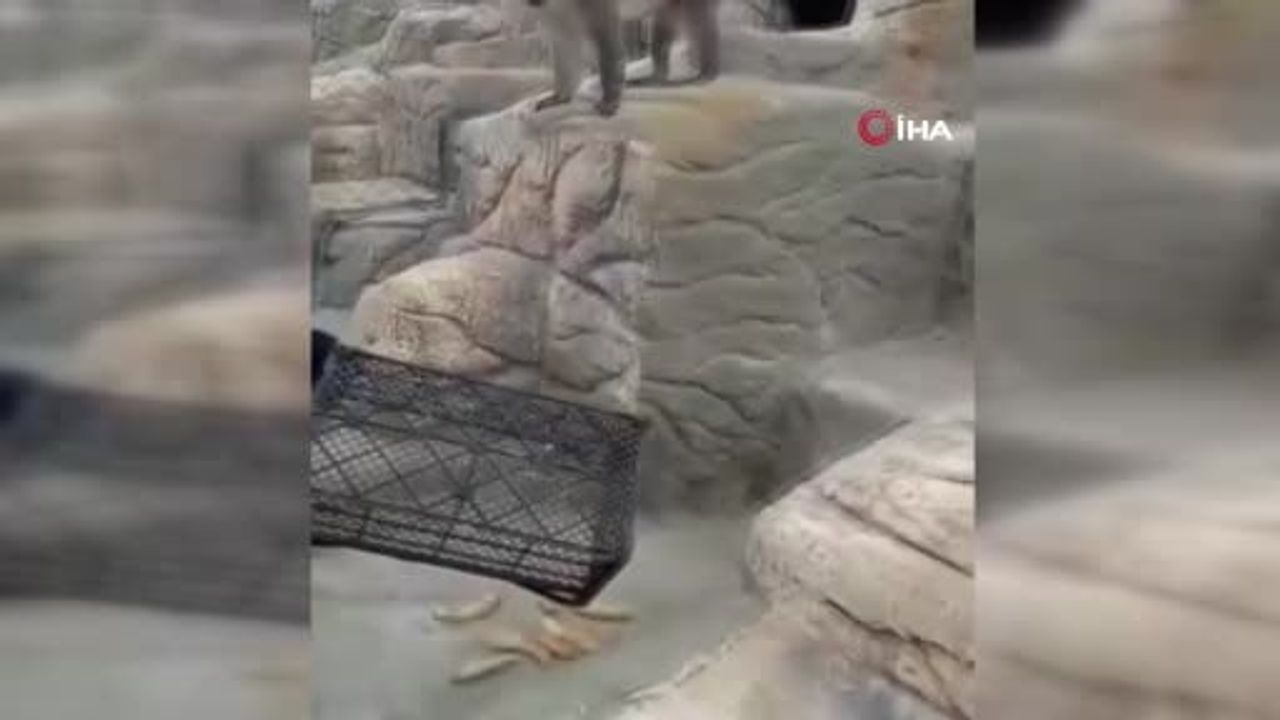 Denizli'de firari maymun ikinci kez yakalanarak koruma altına alındı