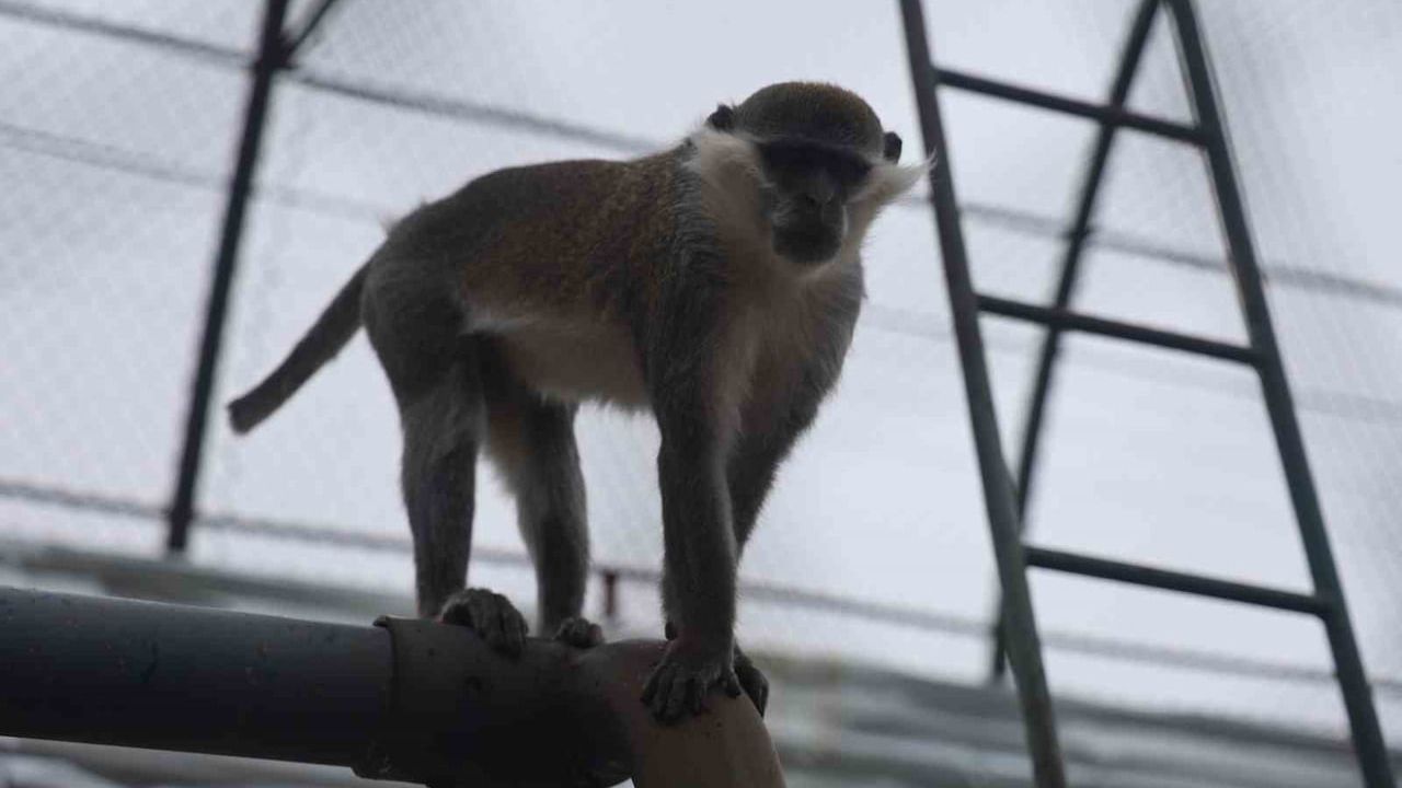 Denizli'de firari maymun ikinci kez yakalanıp koruma altına alındı