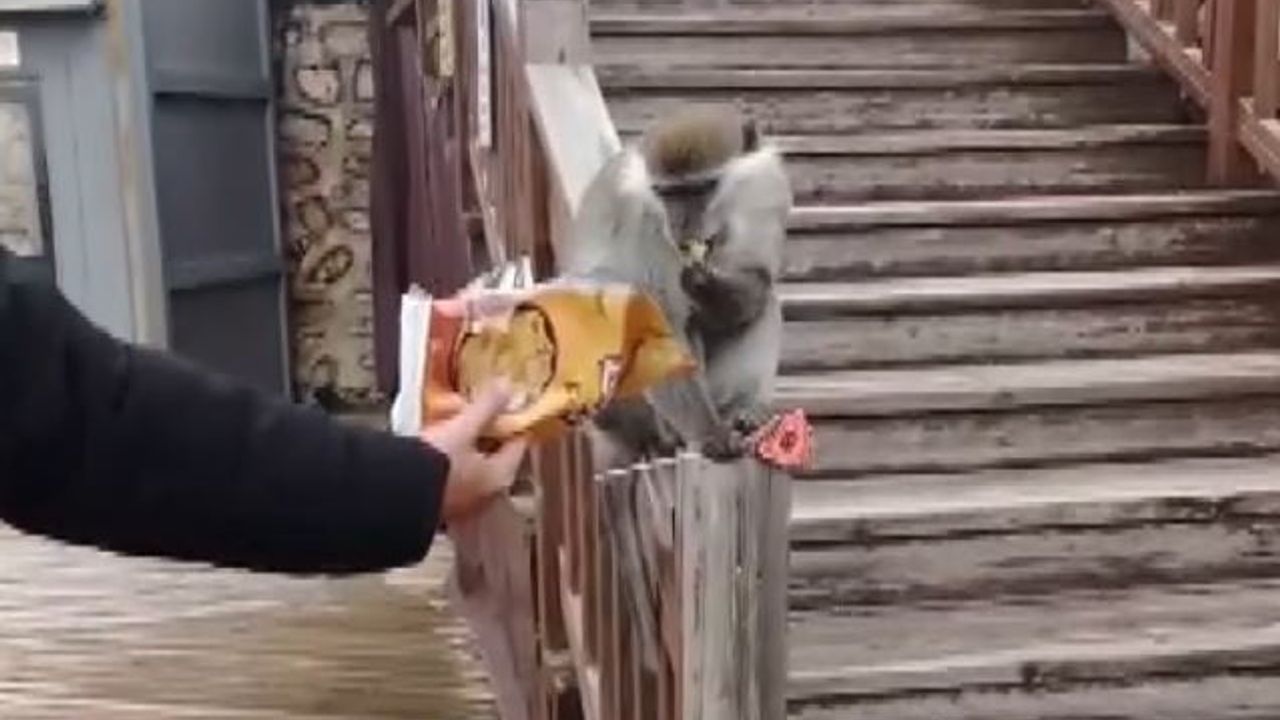 Denizli'de firari maymun Seyir Tepesi'nde görüntülendi, DKMP aramayı sürdürüyor