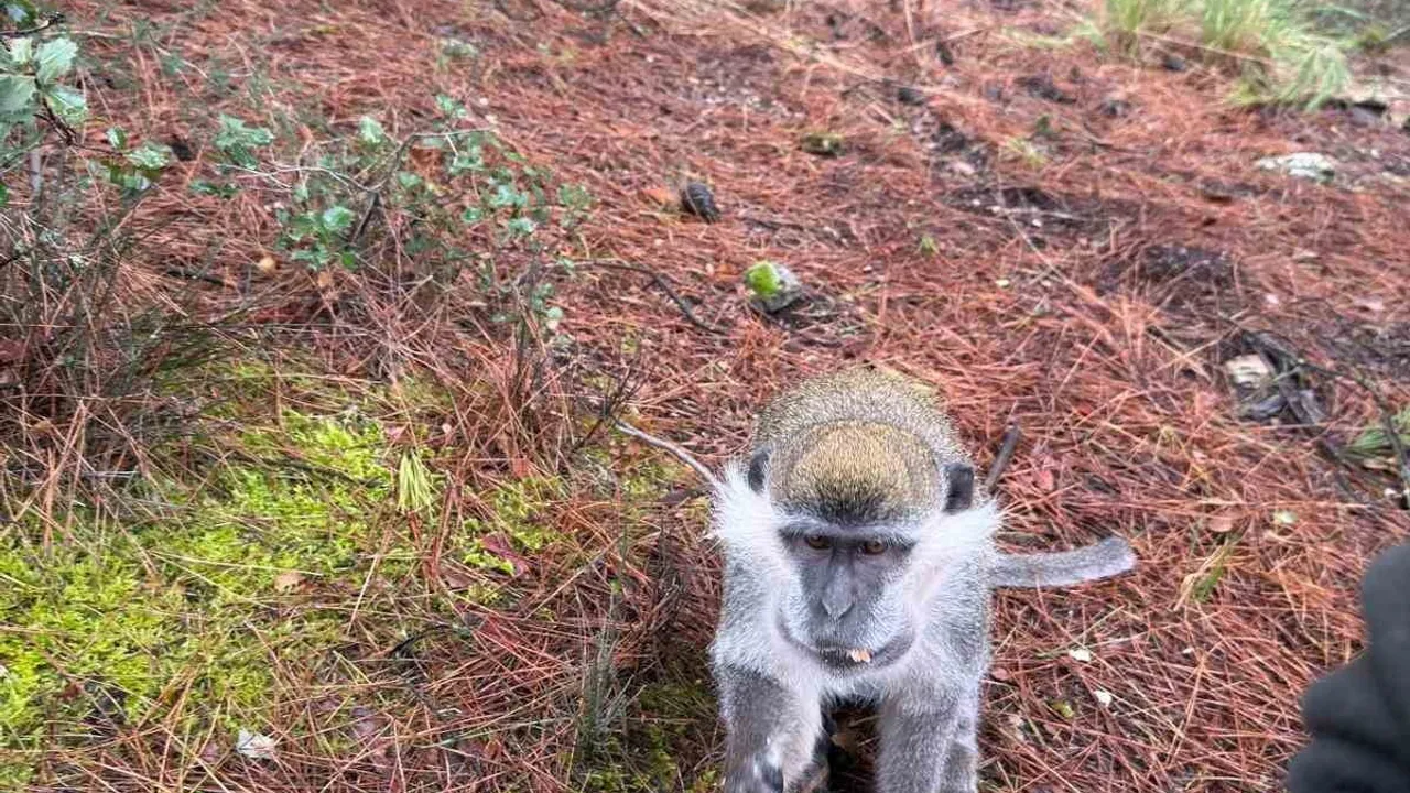 Denizli'de firari maymunların sırrı çözüldü: Çivril'de yakalanan maymun barınak hasarı sonrası kaçtı