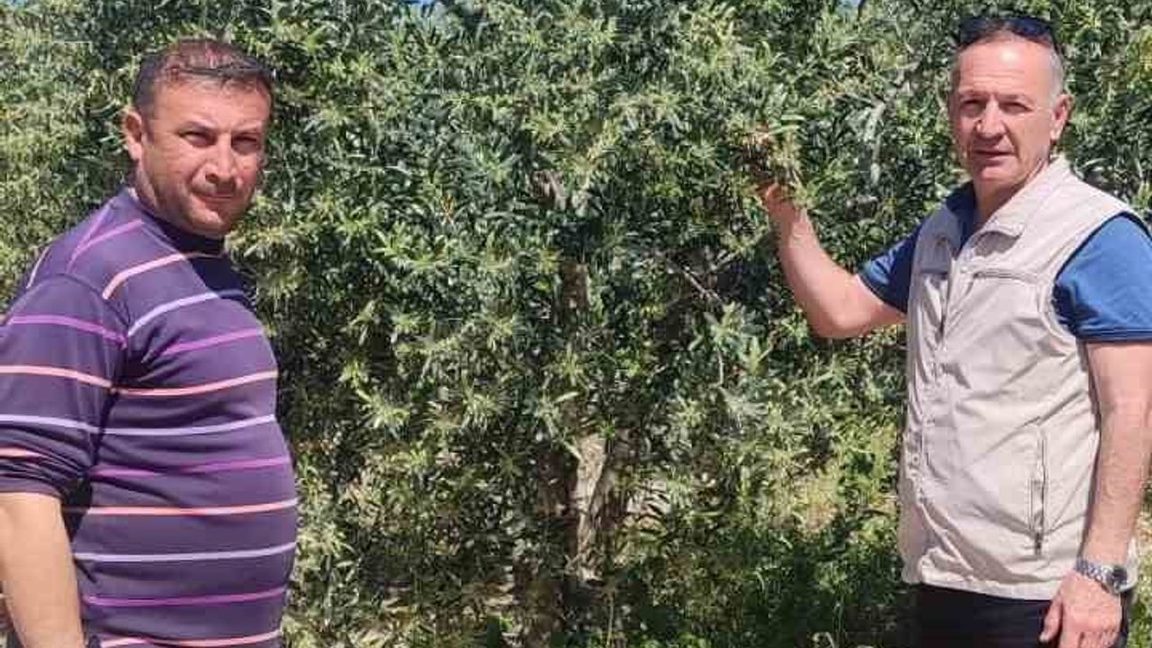 Didim'de zeytin üreticilerine pamuklu bit uyarısı ve mücadele bilgilendirmesi