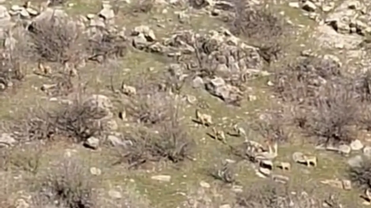 Diyarbakır Çermik’te dağ keçileri artıyor; kaçak avcılara 940 bin lira ceza