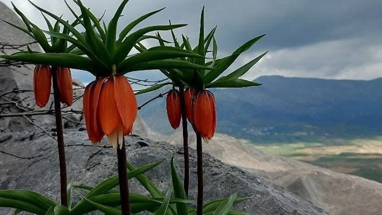 Diyarbakır Çermik’te ters laleler korunuyor: Koparana 700 bin lira ceza