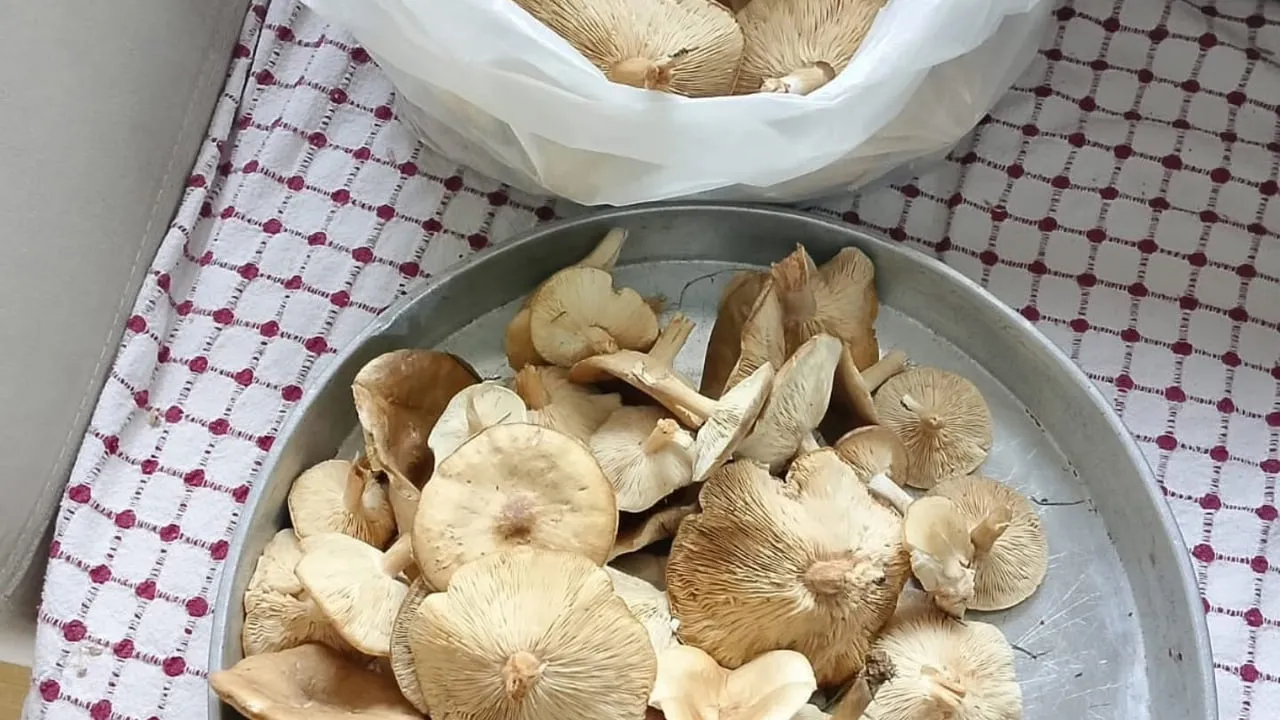 Diyarbakır Çüngüş kırsalında mantar mevsimi başladı