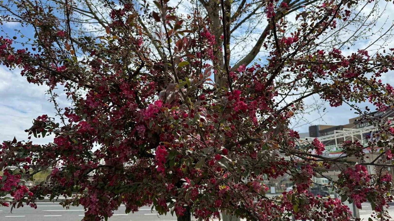 Diyarbakır’da sesbanya ağaçları kırmızı çiçekleriyle şehri renklendirdi