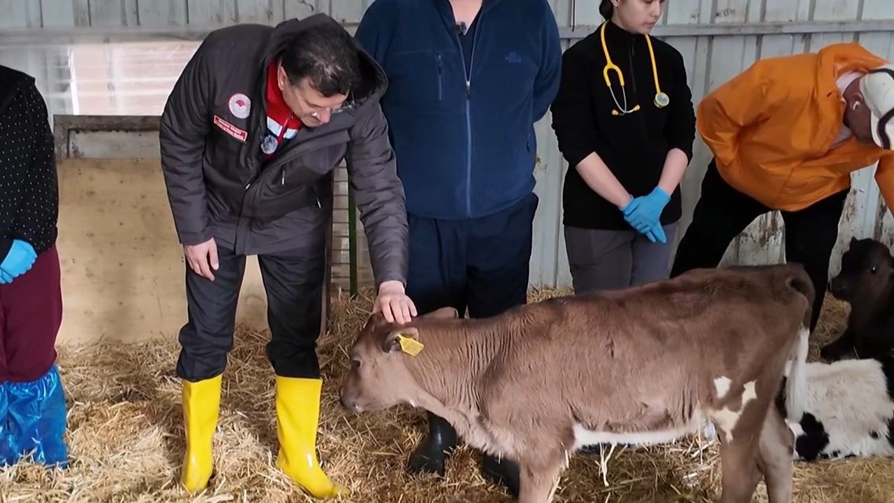 Doğum Sonrası Hataya Yer Yok: Tekirdağ'da Buzağı Bakımında Uygulamalı Eğitim ve Önlemler