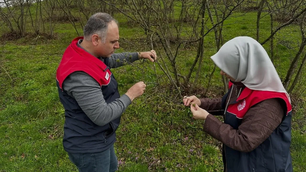 Düzce'de fındık üreticilerine kozalak akarı ve külleme uyarısı