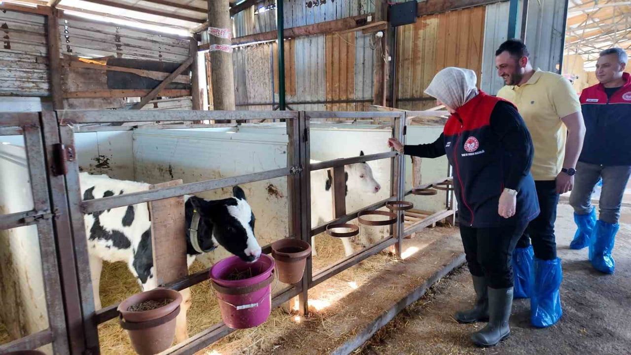 Düzce'de hastalıktan ari işletme sayısı artıyor: Gölyaka'da sertifika alan süt işletmesi