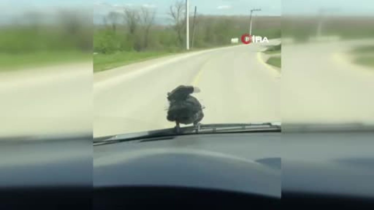 Düzce'de karga ön cam sileceğine kondu, sürücünün omzuna geçti