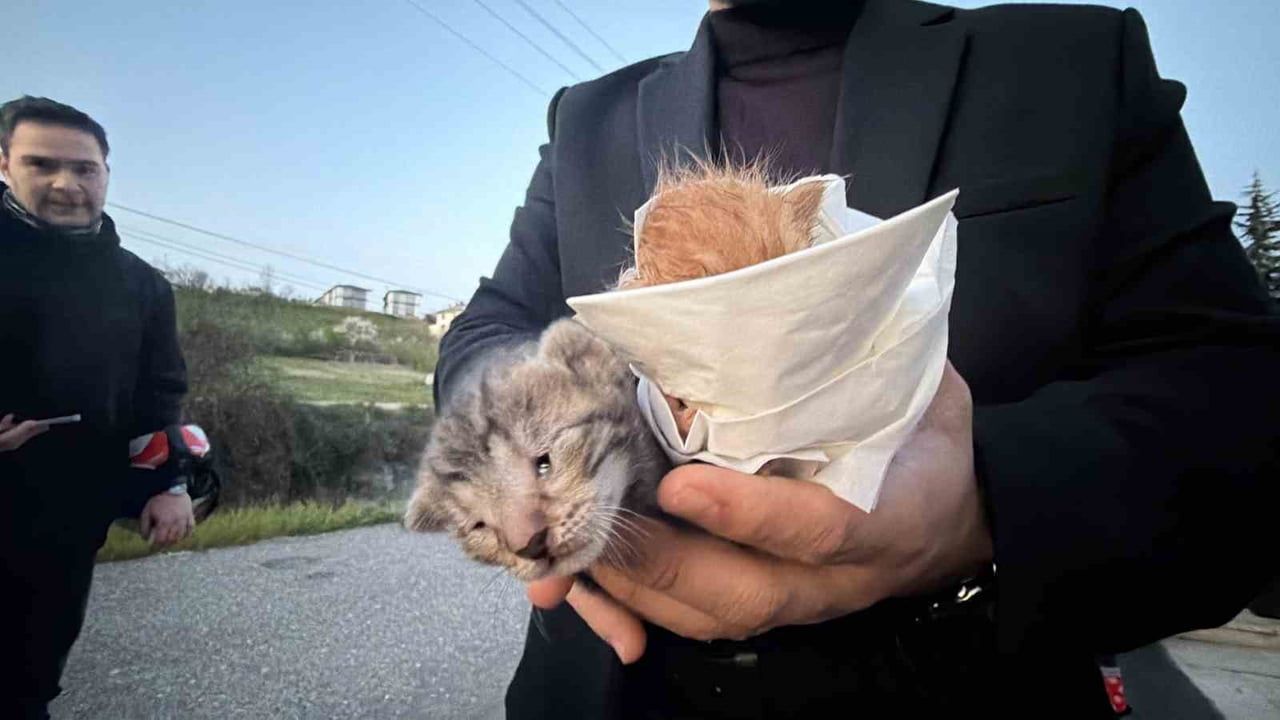 Düzce'de küçük kızın dikkatiyle iki yavru kedi kanaldan kurtarıldı