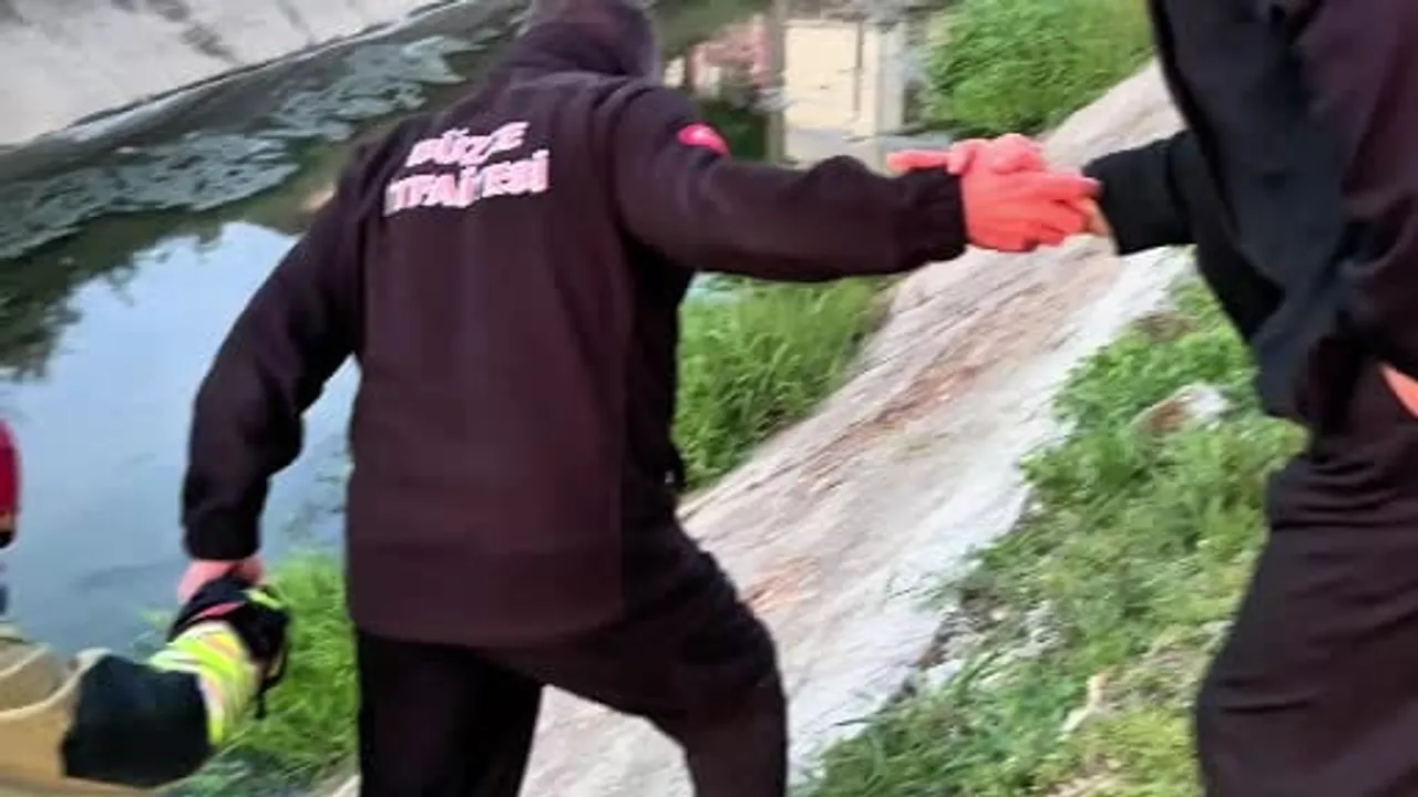 Düzce'de su kanalından kurtarılan yavru kedilere Konukevinde süt anne bulundu