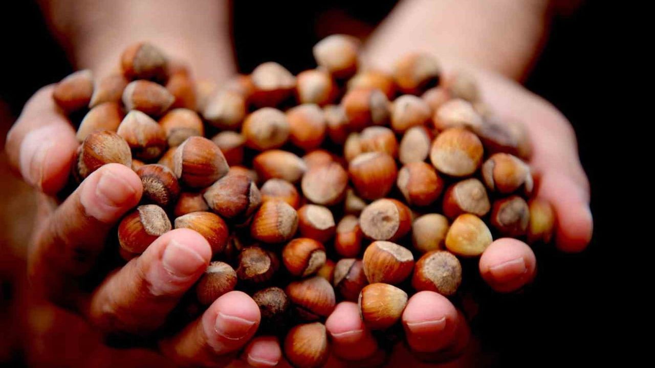 Düzce'den AB'ye yılın ilk çeyreğinde 2.784,7 ton iç fındık ihracatı