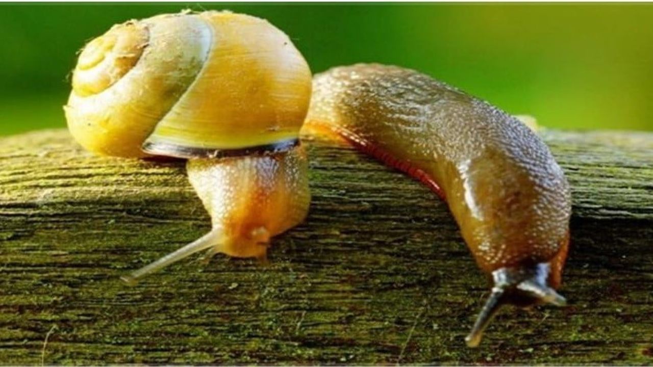 Düzce İl Tarım ve Orman Müdürlüğü'nden salyangoz ve sümüklü böcek uyarısı