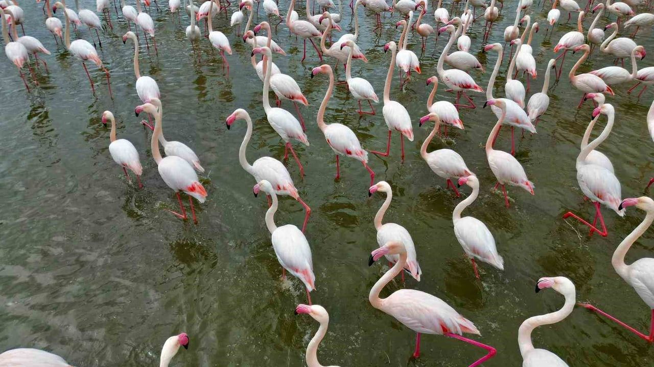 Eber Gölü'nde flamingoların ziyareti: Yüzlerce kuştan renkli görüntüler