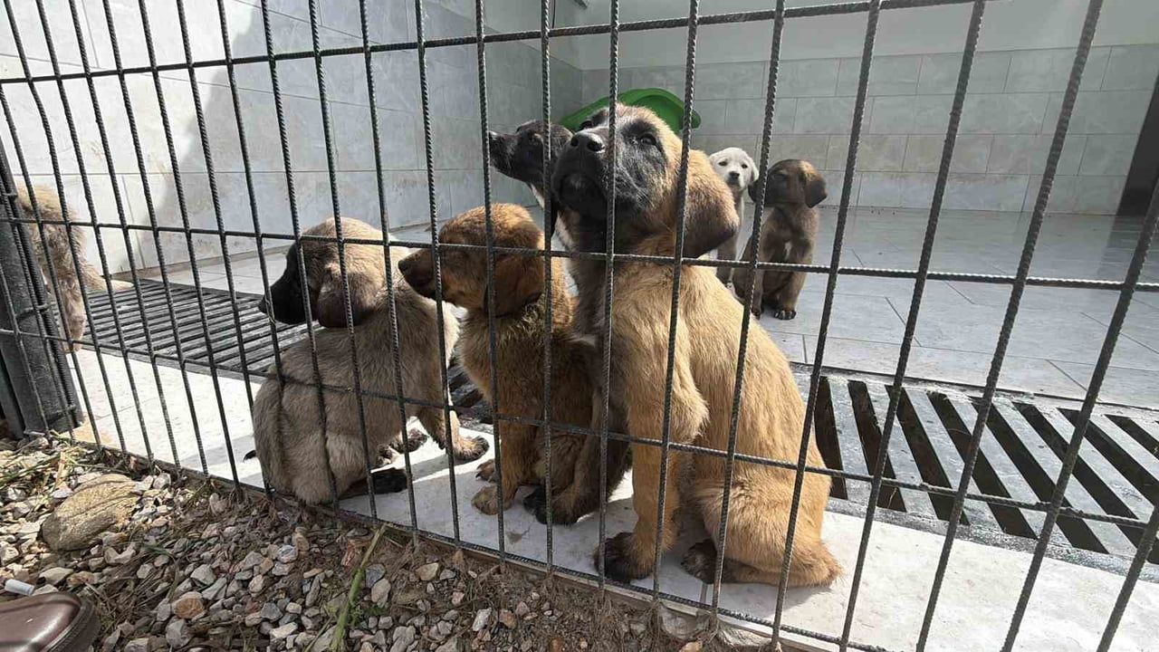 Edremit'te 'Doğal Yaşam Alanı' açıldı — 4 bin 520 metrekarelik tesis Bin 500 köpeğe hizmet verecek