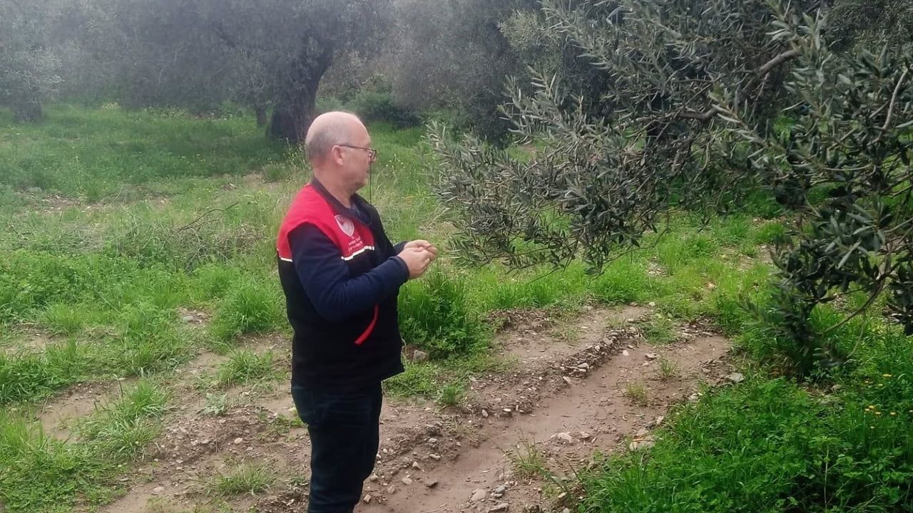 Edremit'te zeytin verimini korumak için feromon tuzaklarıyla zeytin güvesi izleme çalışması