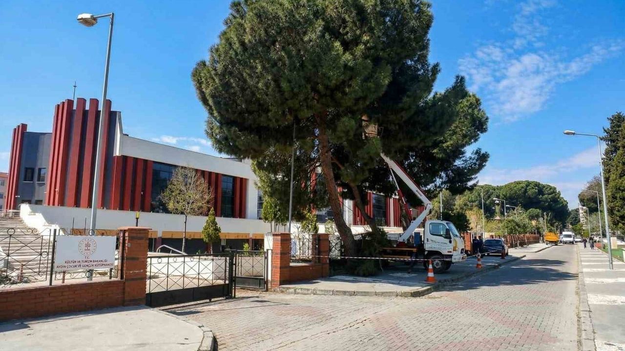 Efeler'de Hasanefendi Mahallesi'ndeki yaşlı çam ağaçları bakıma alındı