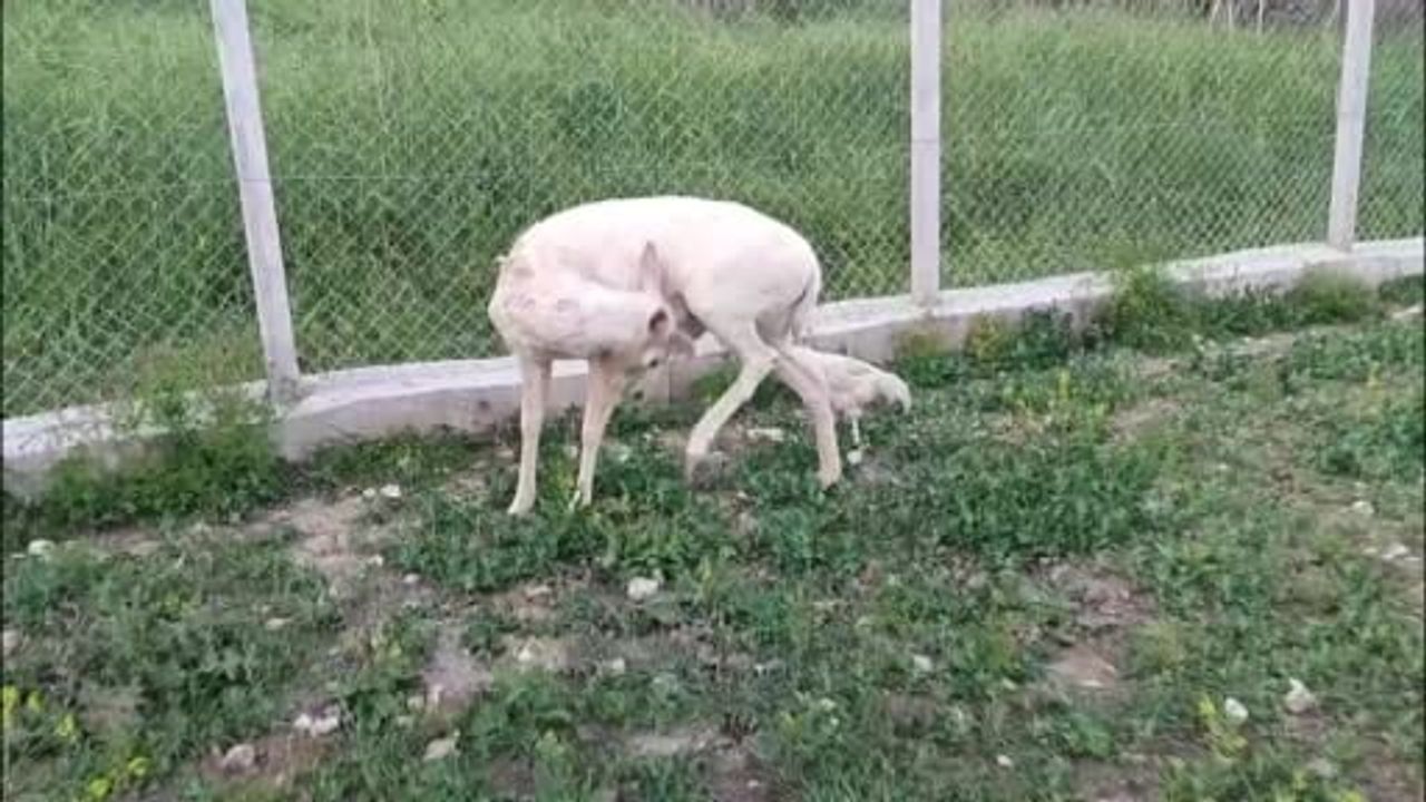 Elazığ Ağın’da bembeyaz alageyik bir evin bahçesine indi