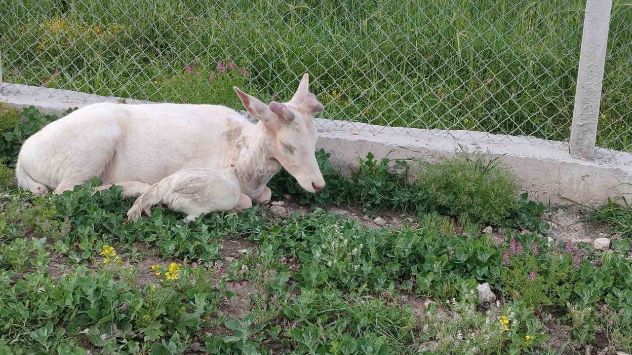 Elazığ Ağın'da bembeyaz alageyik evin bahçesine indi