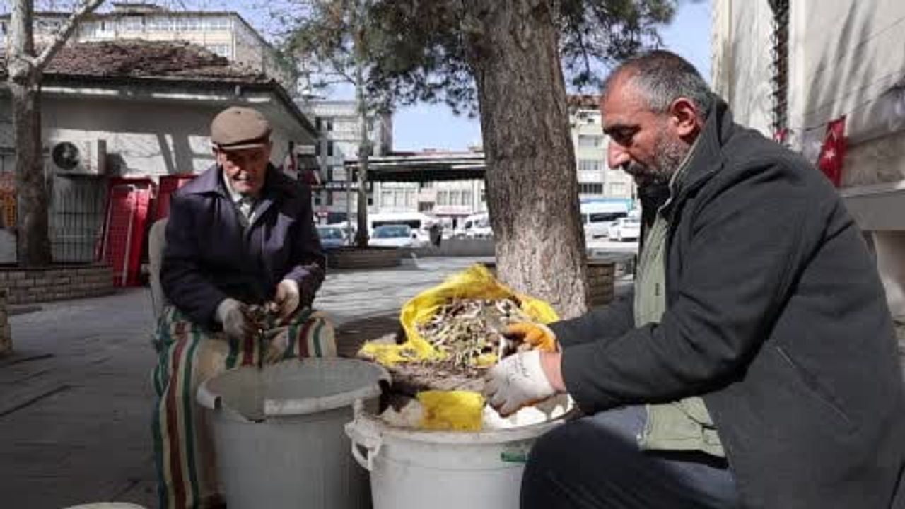 Elazığ'da doğadan toplanan çiriş otu tezgahlarda: Kilosu 100 lira